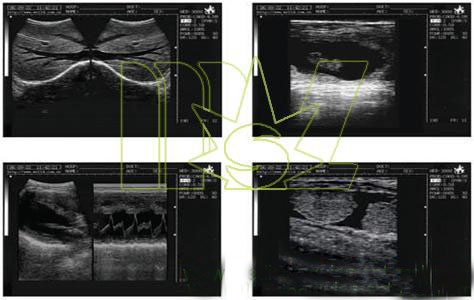 cattle ultrasound picture