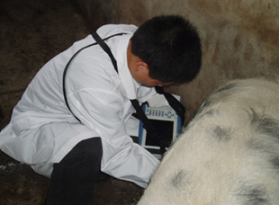 Animal ultrasound machine used in cattle, etc.-MSLVU02 for sale