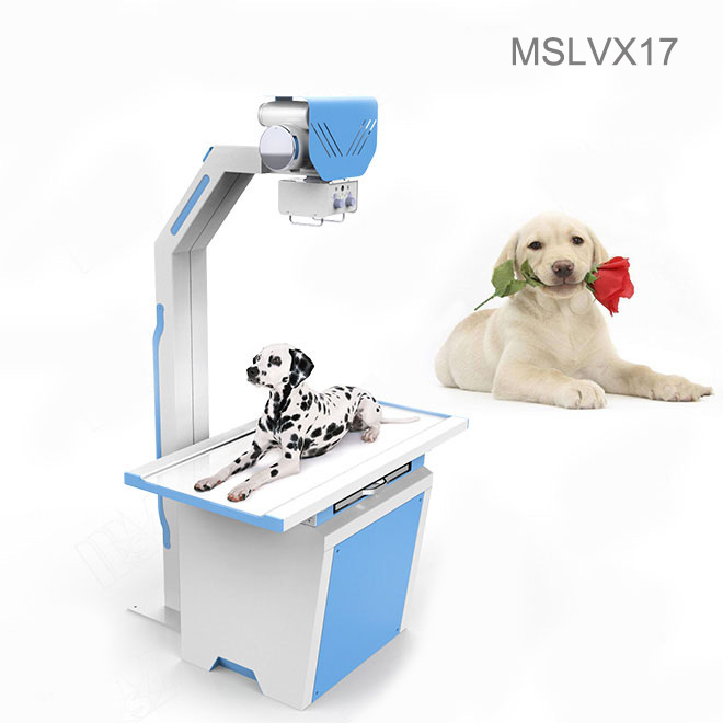 how much does dog xrays cost